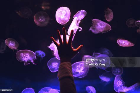 Touching Jellyfish