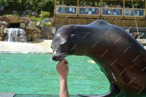 Touching Sea Lion