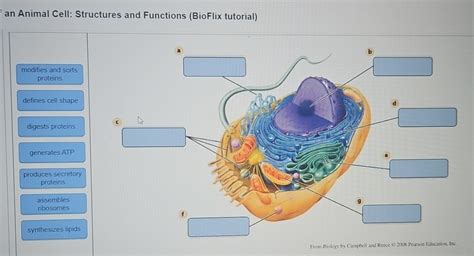Discover the Inner World: Tour of Animal Cell Structures and Functions - Bioflix Tutorial