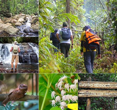 Tour Operator Sinharaja Rainforest