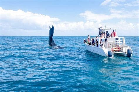 Tour Operator Whale Watching
