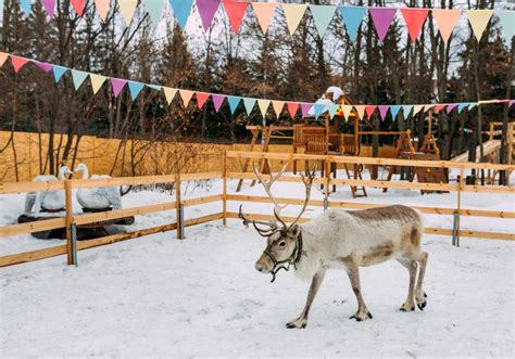 Tour Operators Lapland