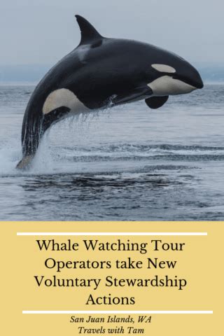 Tour Operators Whale Watching