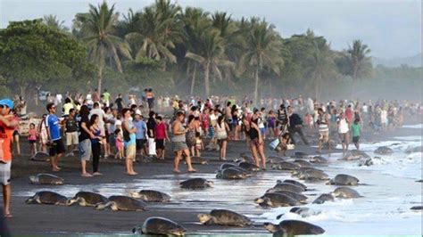 Tourism Impact on Turtles