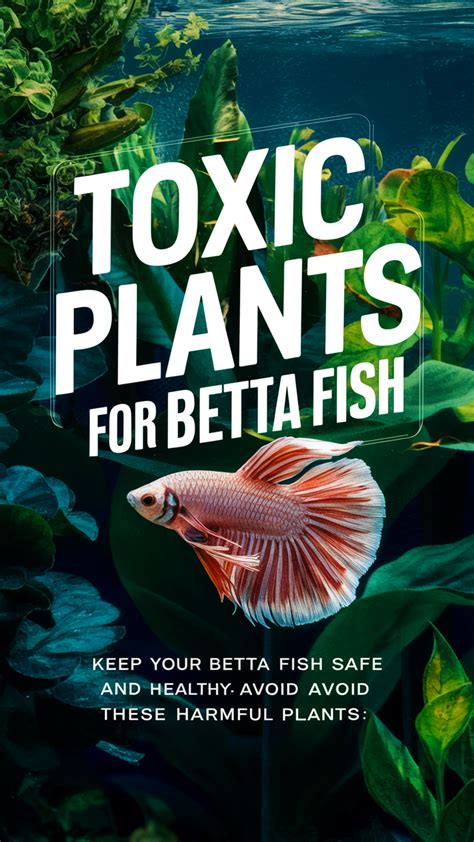 Toxic Plants For Betta Fish