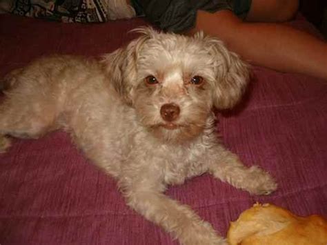 Toy Poodle Chihuahua Mix Full Grown