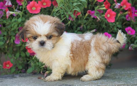 Toy Shih Tzu Puppies For Sale Near Me