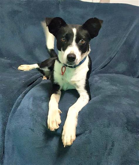 Toy Fox Terrier Border Collie Mix: A Unique And Lively Companion