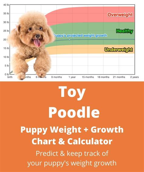 Calculate Your Toy Poodle's Ideal Weight with Our Easy-to-Use Weight Calculator