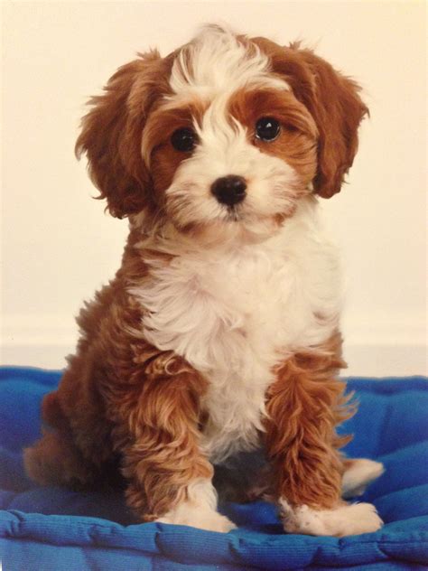 Toy Poodle X Cavalier King Charles Spaniel: A Unique And Adorable Mix