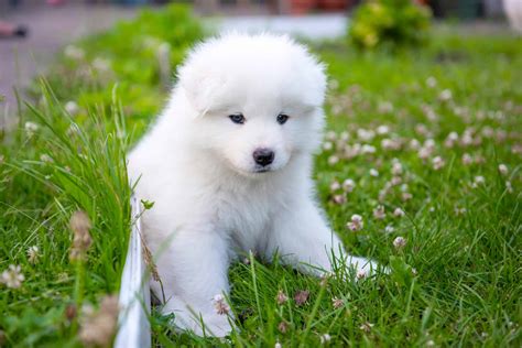 Samoyed puppy stuffed toy doll OAKK realistic toy Etsy