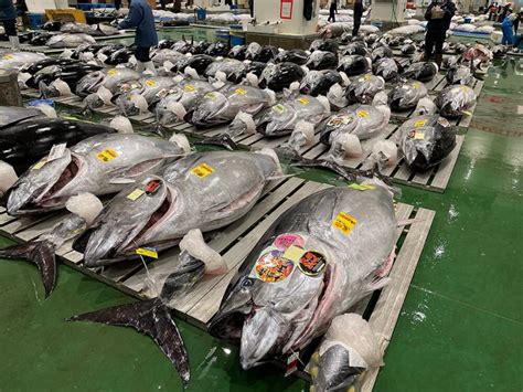 Toyosu Fish Market Auction