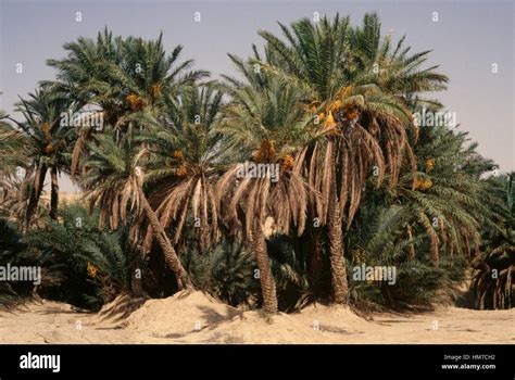 Tozeur Oasis Palm Trees