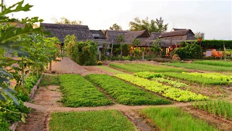 Tra Que Vegetable Garden view