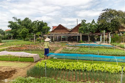 Tra Que Village Landscape