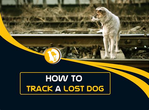Track Lost Dog