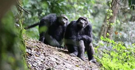 Tracking Chimpanzees in Nyungwe