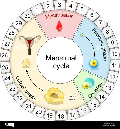 Tracking the Monthly Cycle Understanding Cyclic Breakouts