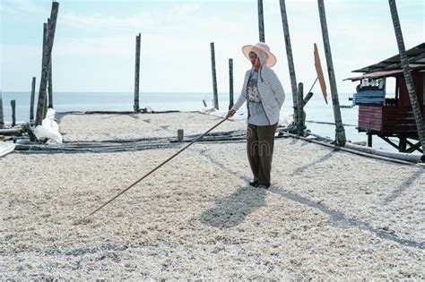 Traditional anchovy curing methods