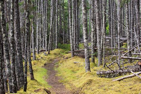 Trail through boreal forest
