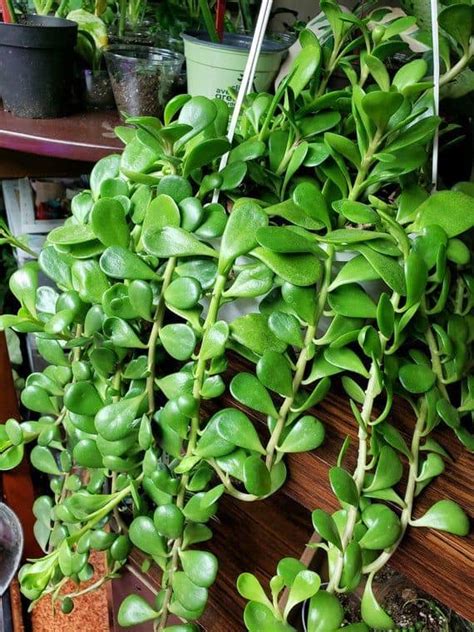 Trailing Jade Plants
