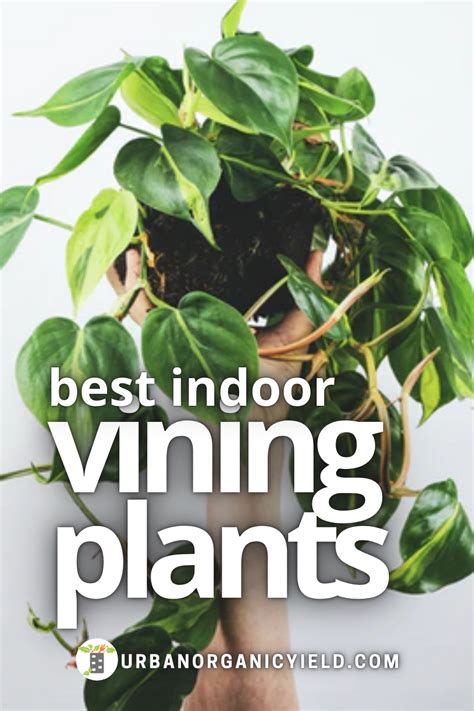 Trailing and Vining Indoor Plants
