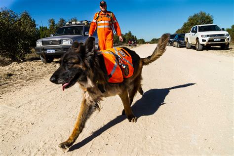 Train Rescue Dogs
