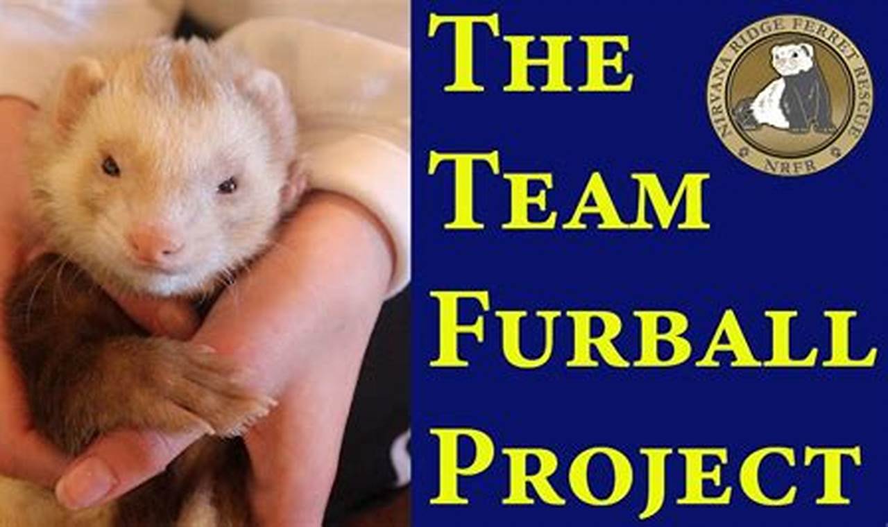 Training techniques for socializing pet ferrets