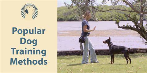 Training Methods Used by Partners Dog Training