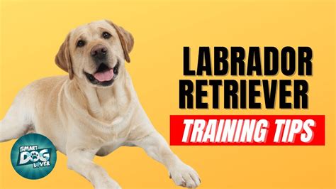 Training Tips for Your Fawn Color Labrador Puppy