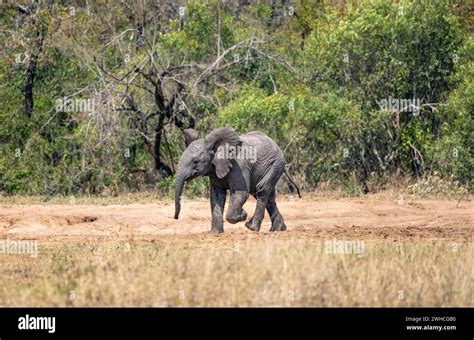 Training and Conditioning for Elephant Running