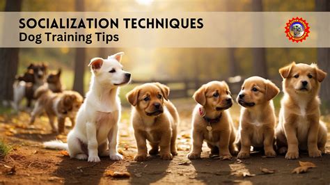 Training and Socialization Tips