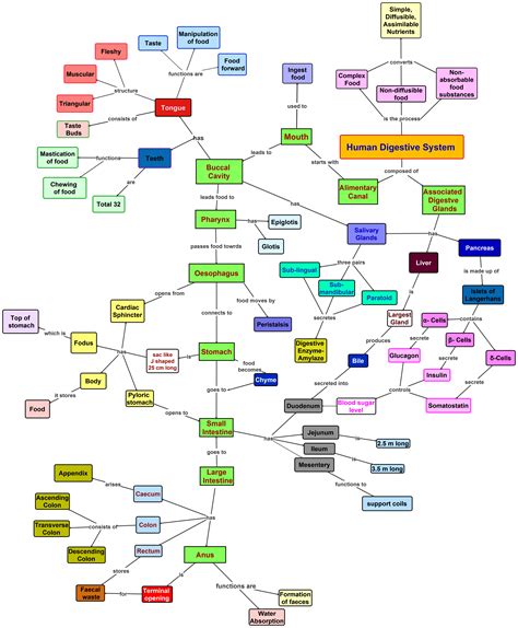 Training and Certification Options for MAP Concept Map Of Digestive System