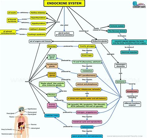 Training and certification options for MAP The Endocrine System Concept Map