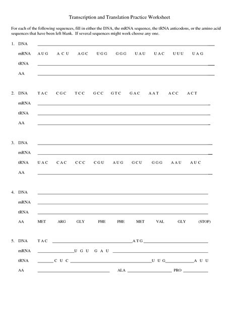 Transcription And Translation Worksheet - Word Worksheet