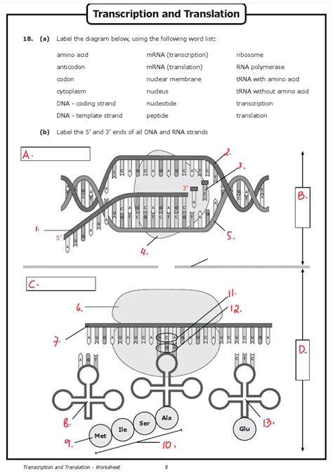 Transcription and Translation Worksheet Answers