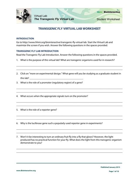 Transgenic Fly Virtual Lab Worksheet