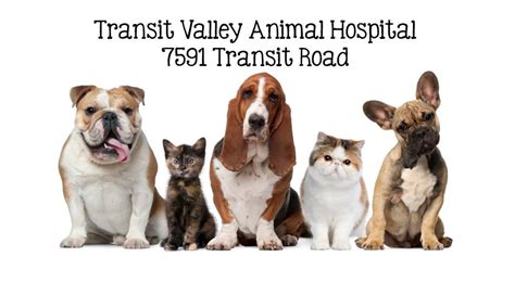 Top-notch Pet Care at Transit Valley Animal Hospital: Your Go-To Destination for Veterinary Services