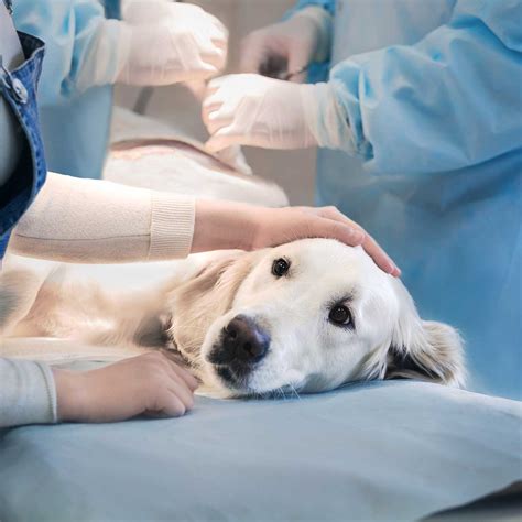 Operating Hours and Schedule: Transit Valley Animal Hospital for Your Pet's Health Needs!