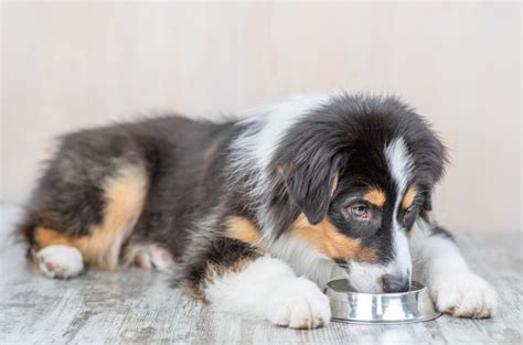 Transition Australian Shepherd Food