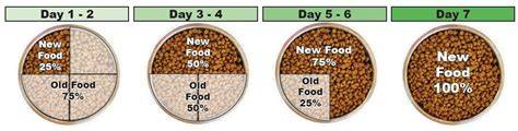 Transitional Tips for Switching to a Grain-Free Diet