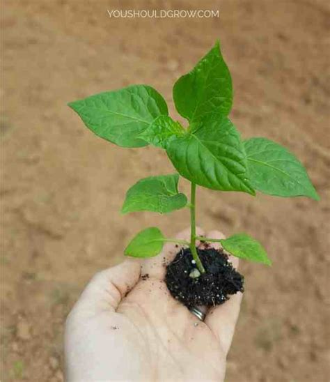 Transplanting Shishito Pepper Seedlings into the Garden