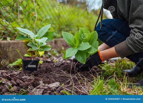 Transplanting hydrangeas in spring