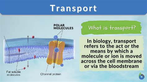 Biology Cell Transport YouTube