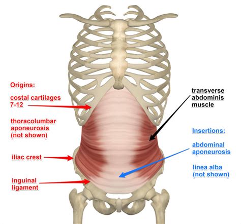 Transverse Abdominis Muscle, Its Attachments and Actions