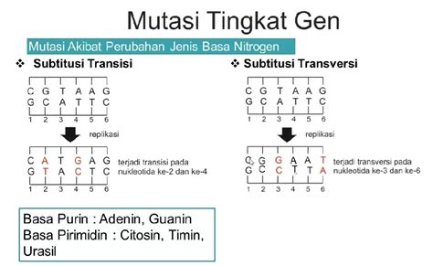 Transversi Adalah