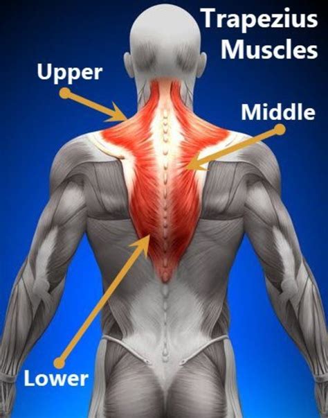Trap Muscles