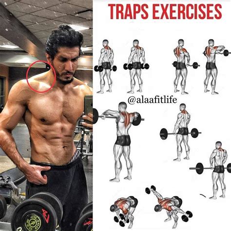 Trapezius Traps Workout Chart