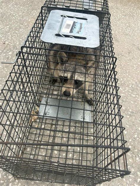 Trapping and Relocation (If Necessary)