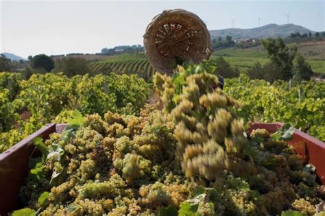 Travel Tips Frederikii